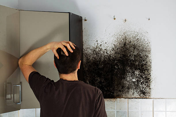 Best Residential Mold Remediation in Ste Genevieve, MO